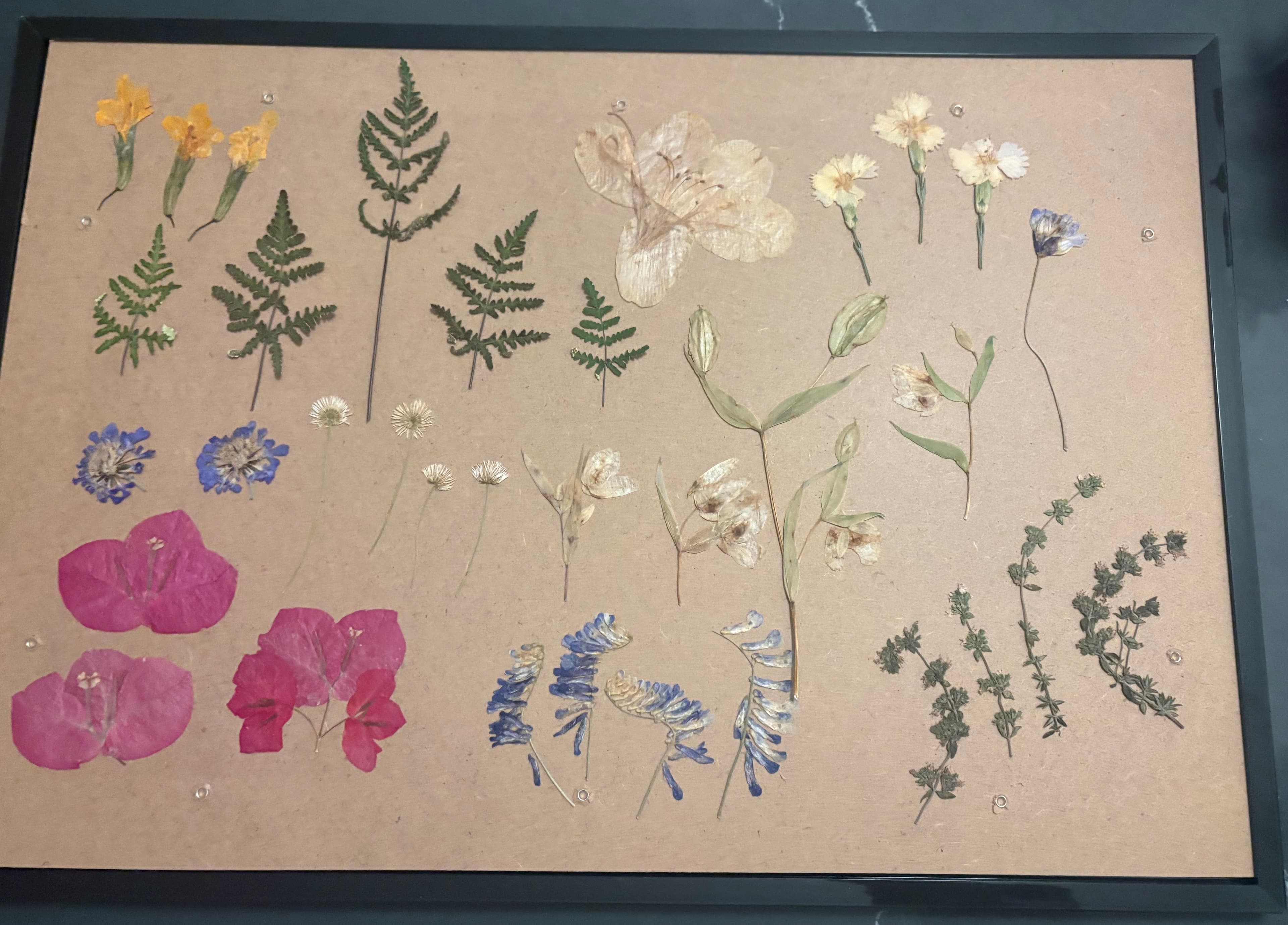 Early pressed flower composition study
