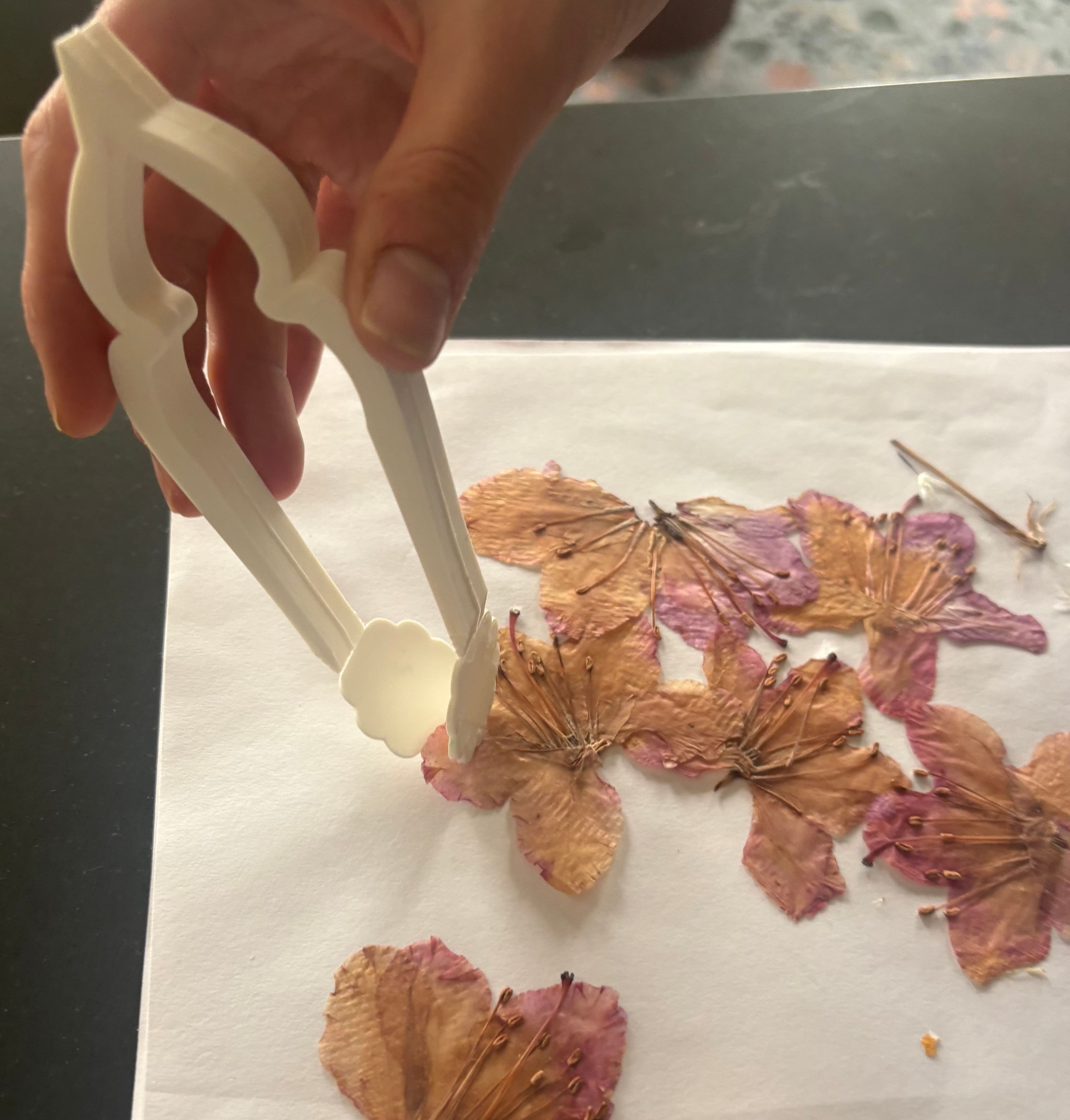 Flora Instrument being used to handle a pressed flower