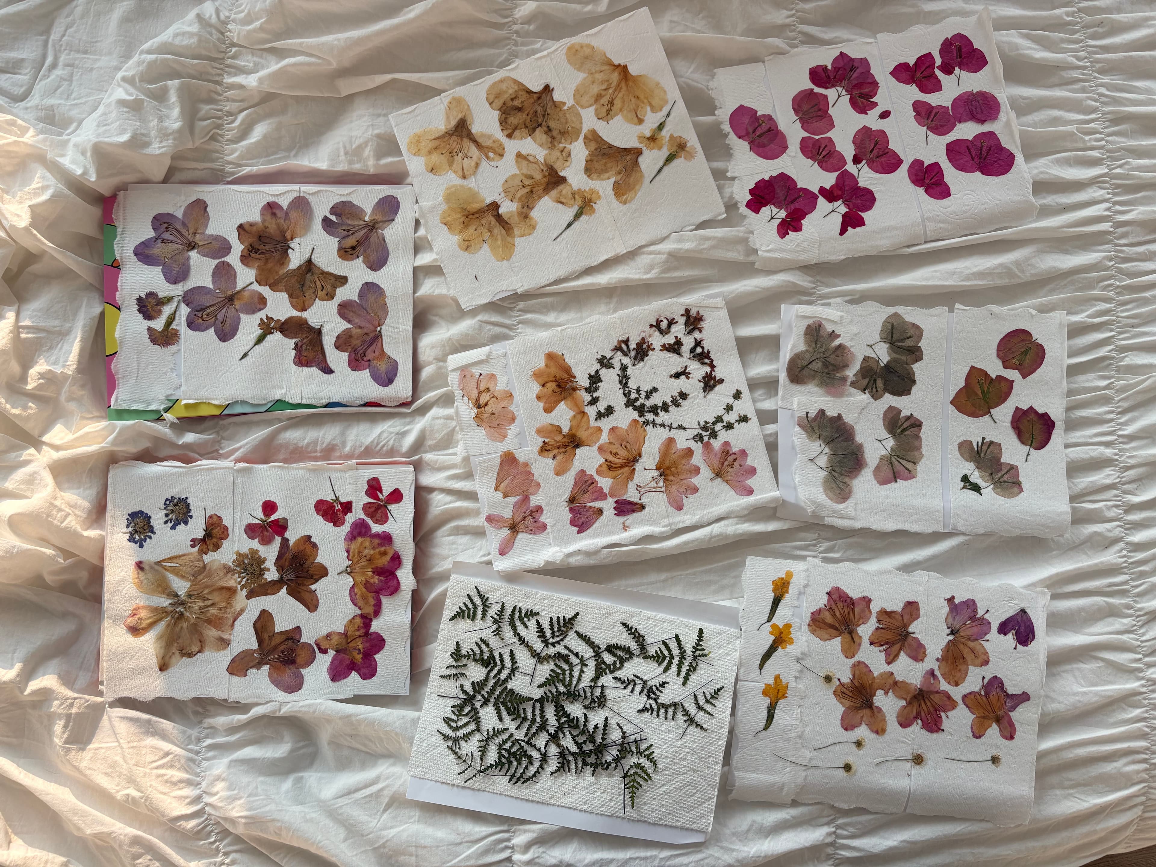 Pressed flowers used during the project