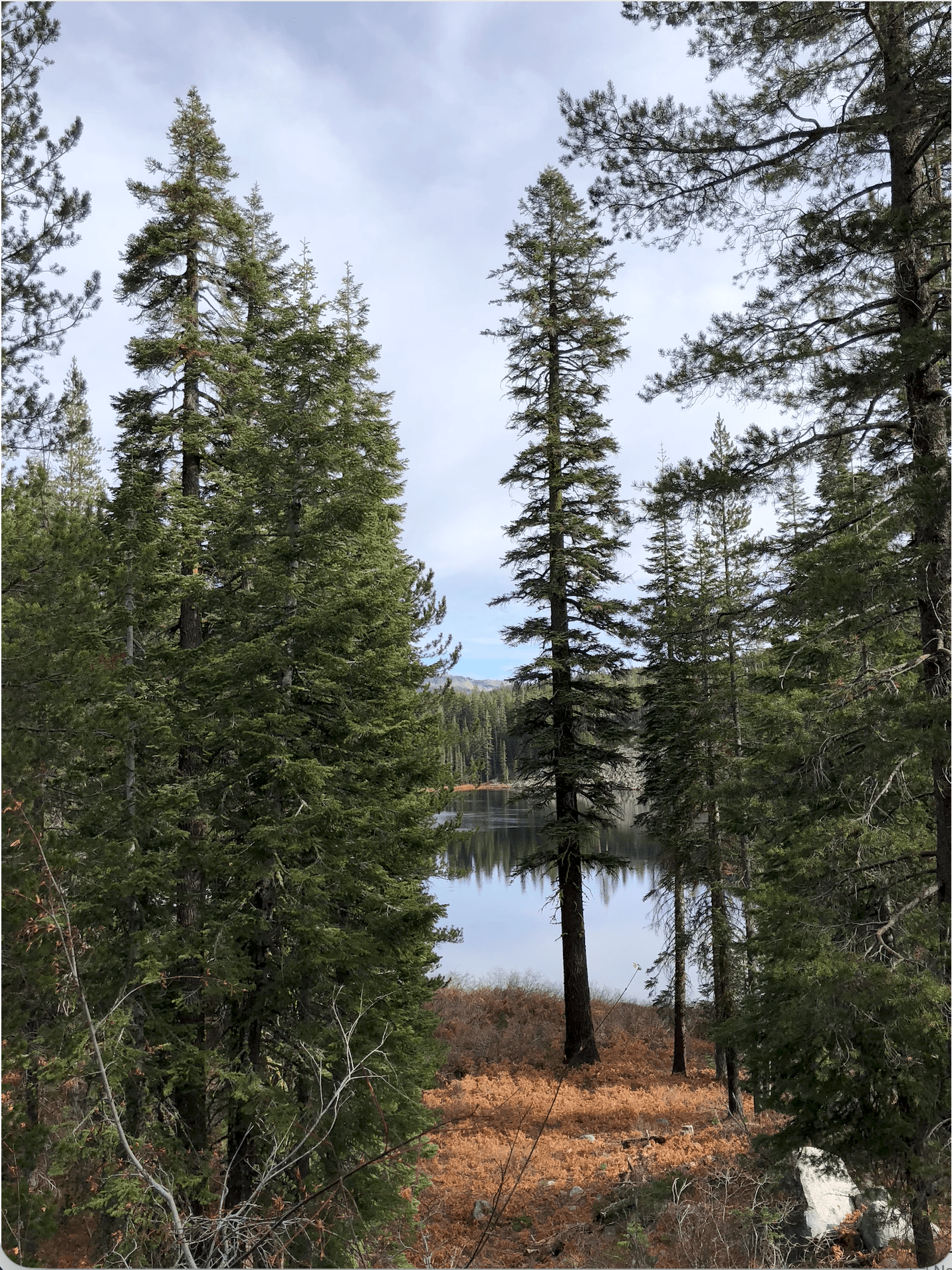 Full pine tree used as visual reference for the puzzle